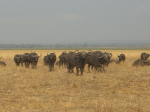 Waterbuffalo at Lake Liwonde